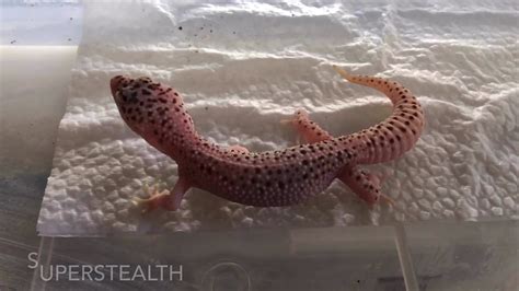 Leopard Gecko Hatchlings - YouTube