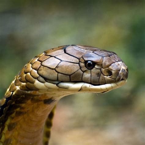 Indian King Cobra Snake Wallpaper (50+ images)