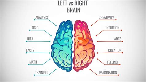 How Do the Right and Left Brain Hemispheres Process Emotion