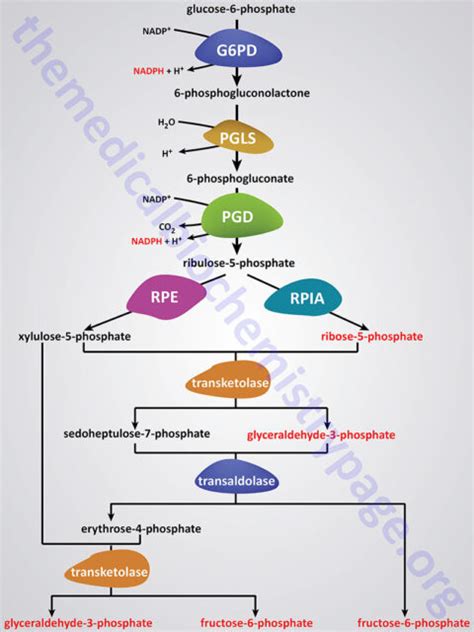 Pentose Phosphate Pathway - The Medical Biochemistry Page