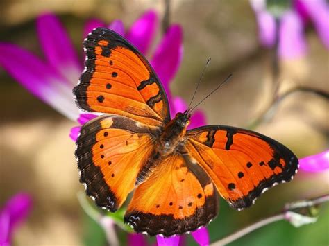 マンスリーマンションは長期旅行をご予定された方に大変お勧めです | Beautiful butterflies, Butterfly ...