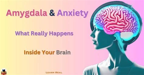 Amygdala and Anxiety: What Really Happens Inside Your Brain? - Learn Real