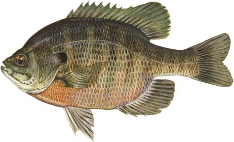 Blue Gills - Prairie Heritage Center | O'Brien County Conservation