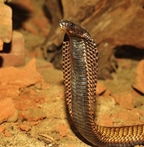 SERPIENTE COBRA REAL 】 Características, VENENO, Tamaño 🐍