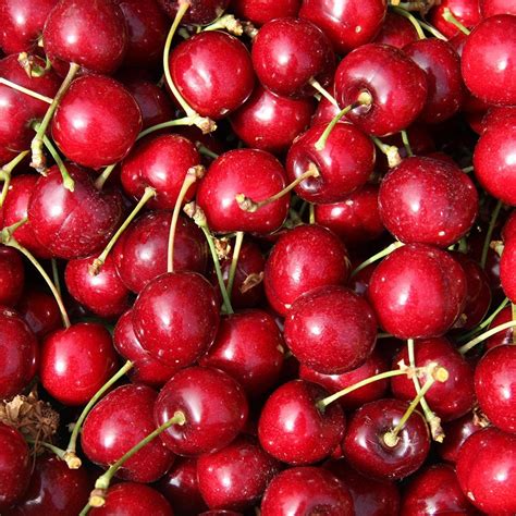 Buy sweet cherry (syn. Prunus avium Sweetheart) cherry 'Sweetheart ...