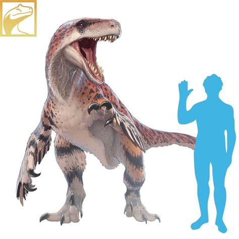 Utahraptor size next to human. : Dinosaurs