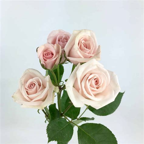 Spray Rose - Blush Pink - Wholesale Bulk Flowers - Cascade Floral