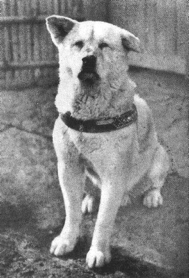 Rare Photo Surfaces Of Hachiko, The World's Most Loyal Dog - The Dodo