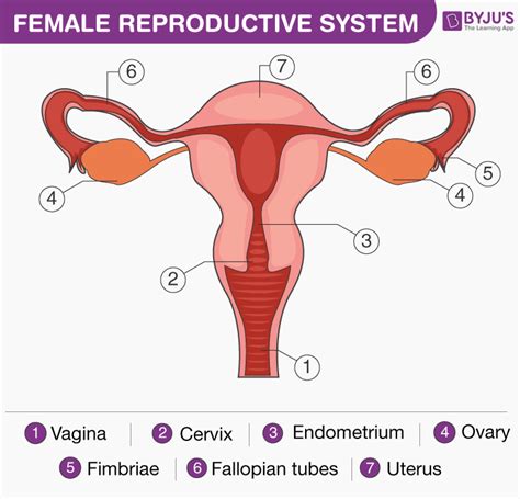 Female Reproductive System - Overview, Anatomy and Physiology