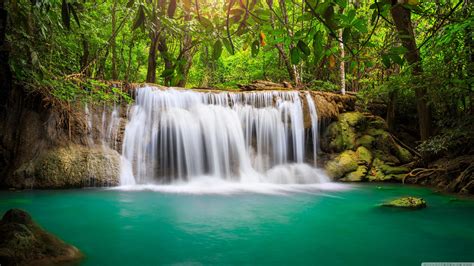 Tropical Rainforest Waterfalls With Animals