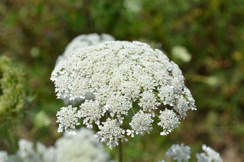 Queen Annes Lace also known as wild carrot is a biennial weed.