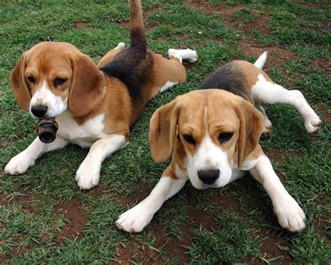 Beagle Dog Breed » Information, Pictures, & More