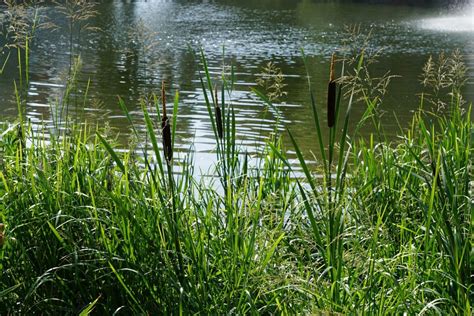 Schilf am Ufer - kreuzfahrtportal.de