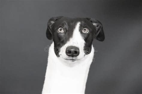 Close Up of Greyhound Dog`s Face in Black and White Stock Photo - Image ...