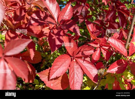 Virginia creeper (Parthenocissus quinquefolia) in vibrant fall color on ...