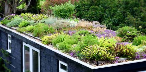 Plant communities on my green roof – Herbidacious