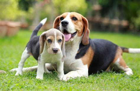 Do Beagles Make Good Pets