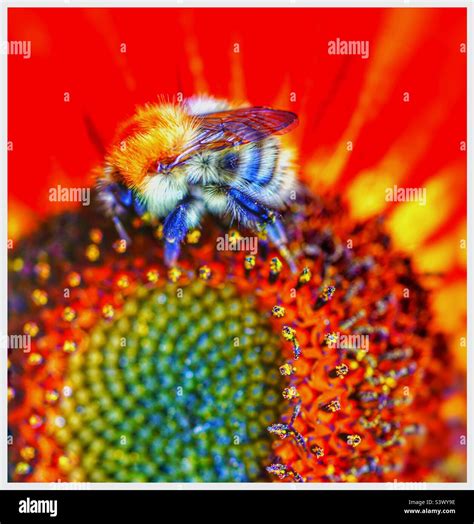 Bee on a sunflower Stock Photo - Alamy