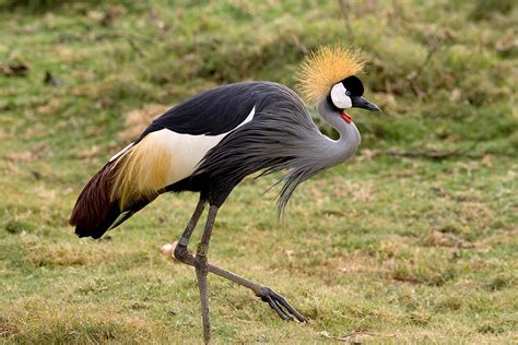 Crane | San Diego Zoo Animals & Plants