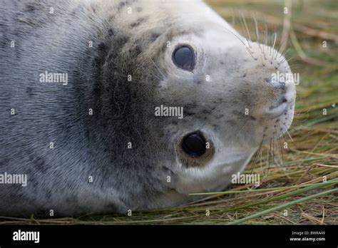 Grey Seal (Halichoerus grypus) - Pup portrait - UK Stock Photo - Alamy