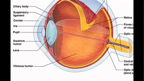 Retina Of Eye Function - YouTube