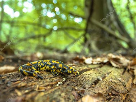 Salamandra Salamandra in Natural Old Forest Habitat Stock Photo by ...