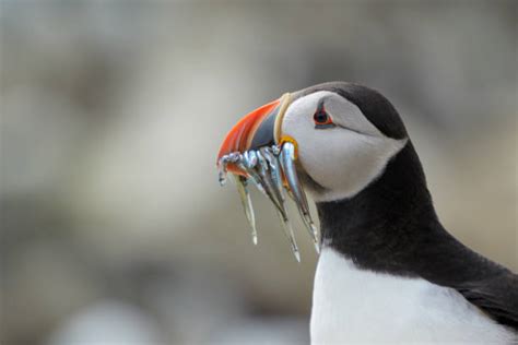 Best Atlantic Puffin Eating Fish Stock Photos, Pictures & Royalty-Free ...