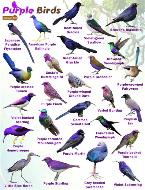 Purple Birds – Facts, List, Pictures