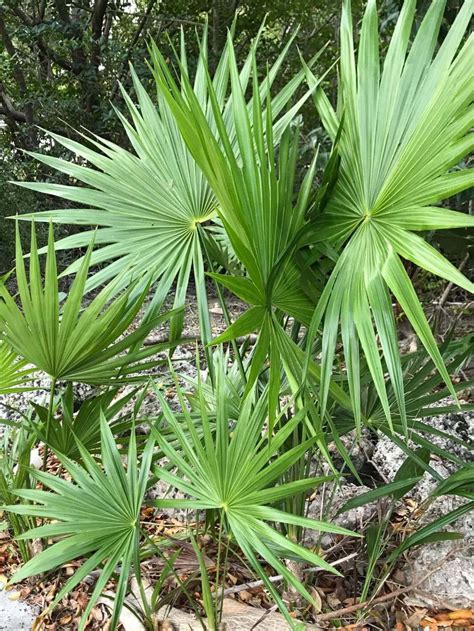 Serenoa repens (Saw palmetto) - Treeworld Wholesale