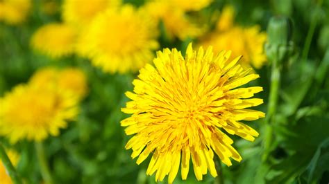 Dandelion Weed Control | LawnCrafters