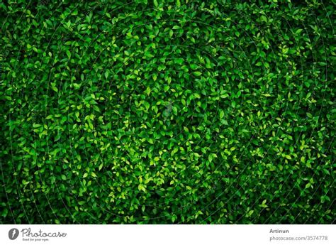 Dense dark green leaves in garden at night. Green leaf texture ...