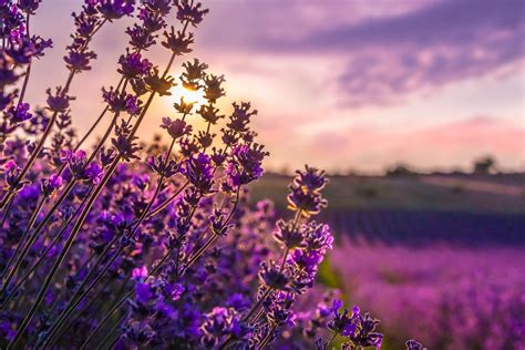 Maui's Lavender Farm Field - pmimaui