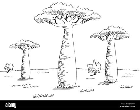 Baobab tree grove graphic black white landscape sketch illustration ...