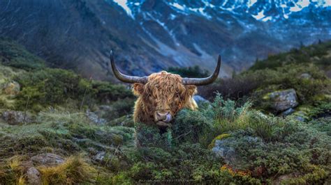 Scottish Highland Cow. - | Nature photography animals, Scottish ...