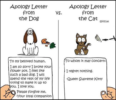 Difference between a guilty dog and cat : GuiltyDogs