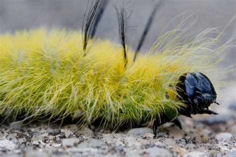 American Dagger Moth Caterpillar (Acronicta americana) | Henry Hartley