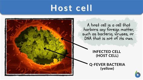 Host cell - Definition and Examples - Biology Online Dictionary