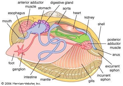 Anatomy of a bivalve | Anatomy, Biology worksheet, Zoology