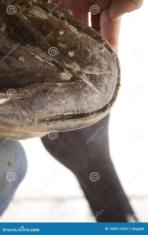 Horses Hoof Being Shoed By Farrier/blacksmith Stock Image ...