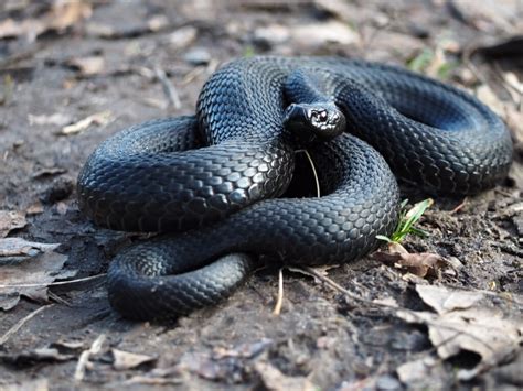 Are There Diamondback Rattlesnakes in Pennsylvania?