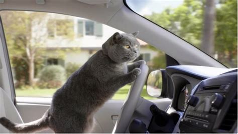 cat-driving- – Cat Utopia Resort & Spa