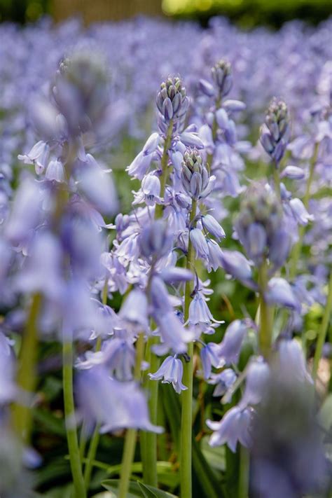 What Are Some Rabbit-Resistant Flowers?