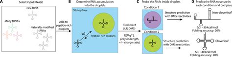 Could RNA folding play a role in the origin of life?