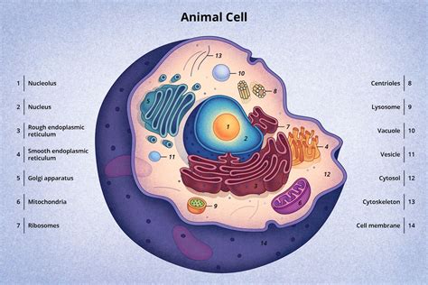 Resultado de imagen para celula animal | Célula animal, Modelo de móvil ...