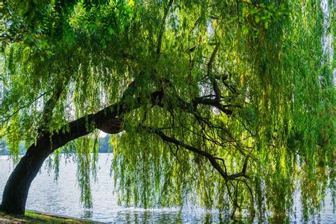 Weeping Willow Tree Guide | Planting & Care Tips for Willow Trees