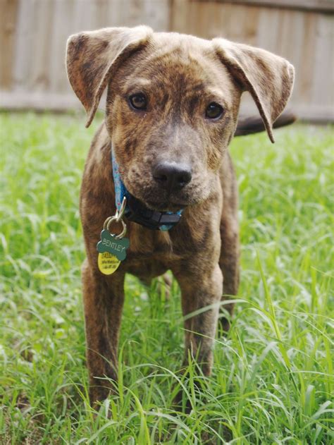 Black Mouth Cur Pit Mix Puppies - MXIER