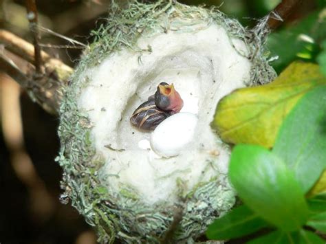 Baby Hummingbirds: Tiny and Cute - Baby Animal Zoo