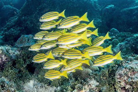 More Yellow Fish that are Great for Photography – Reefs.com - WZaquarium