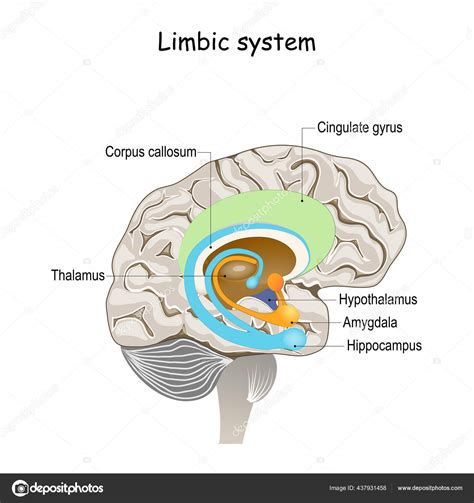 Premium Vector Basal Ganglia And Limbic System Human Brain Anatomy ...