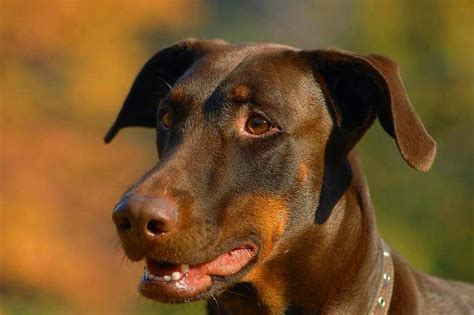 Does the Doberman Lab Mix Make A Good Pet? | Pet BLoG